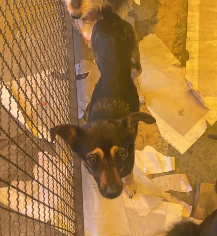Cachorro ra a  idade 4 anos nome Sisi