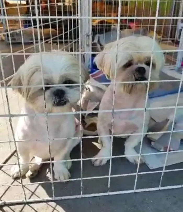 Cachorro ra a  idade 3 anos nome Juca e Caju