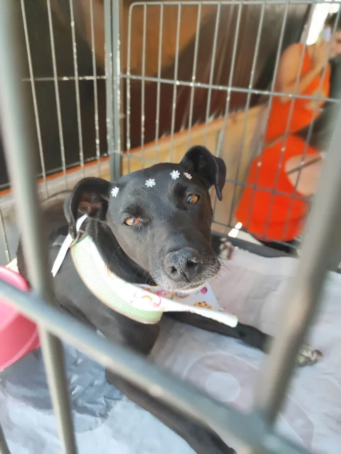 Cachorro ra a  idade 3 anos nome Tina