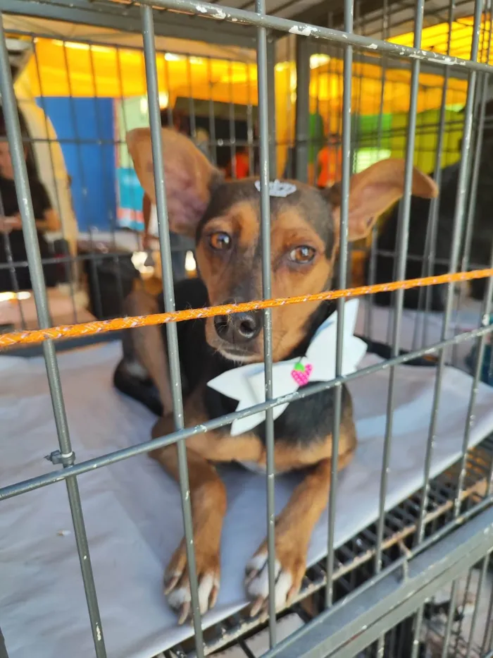 Cachorro ra a  idade 2 anos nome Julinha