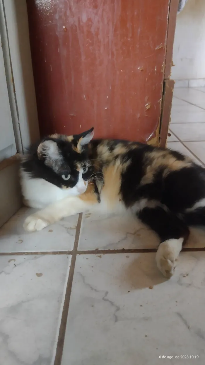Gato ra a SRD-ViraLata idade 6 ou mais anos nome Guinho