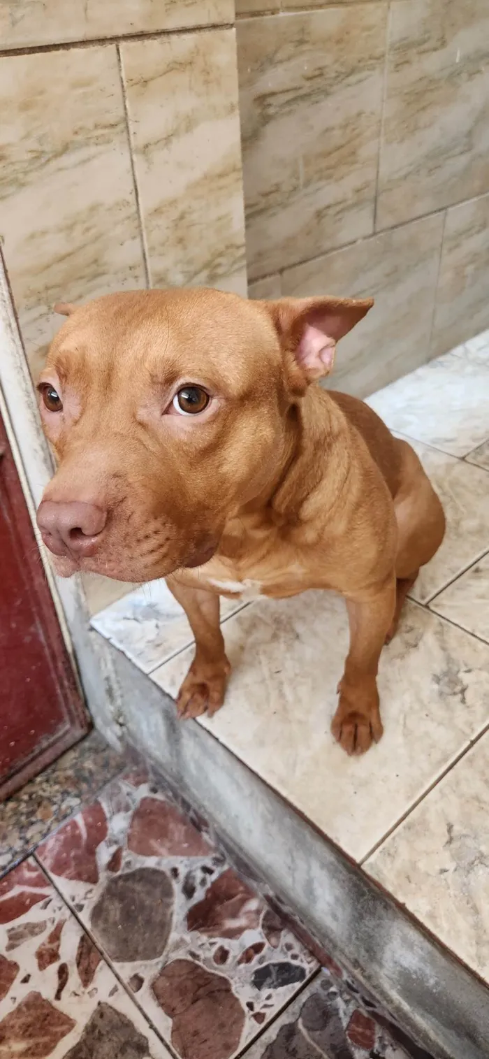 Cachorro ra a Pitbull  idade 7 a 11 meses nome Mike 