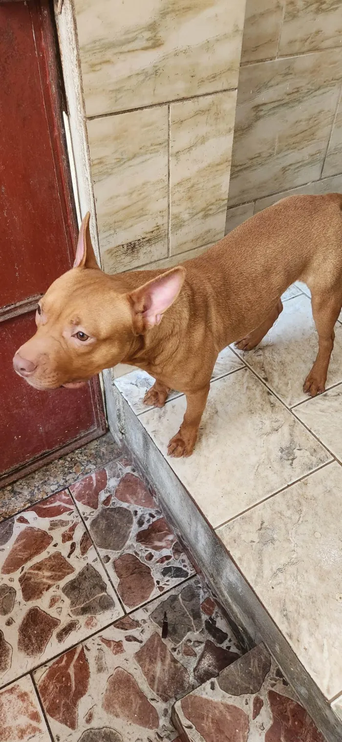 Cachorro ra a Pitbull  idade 7 a 11 meses nome Mike 