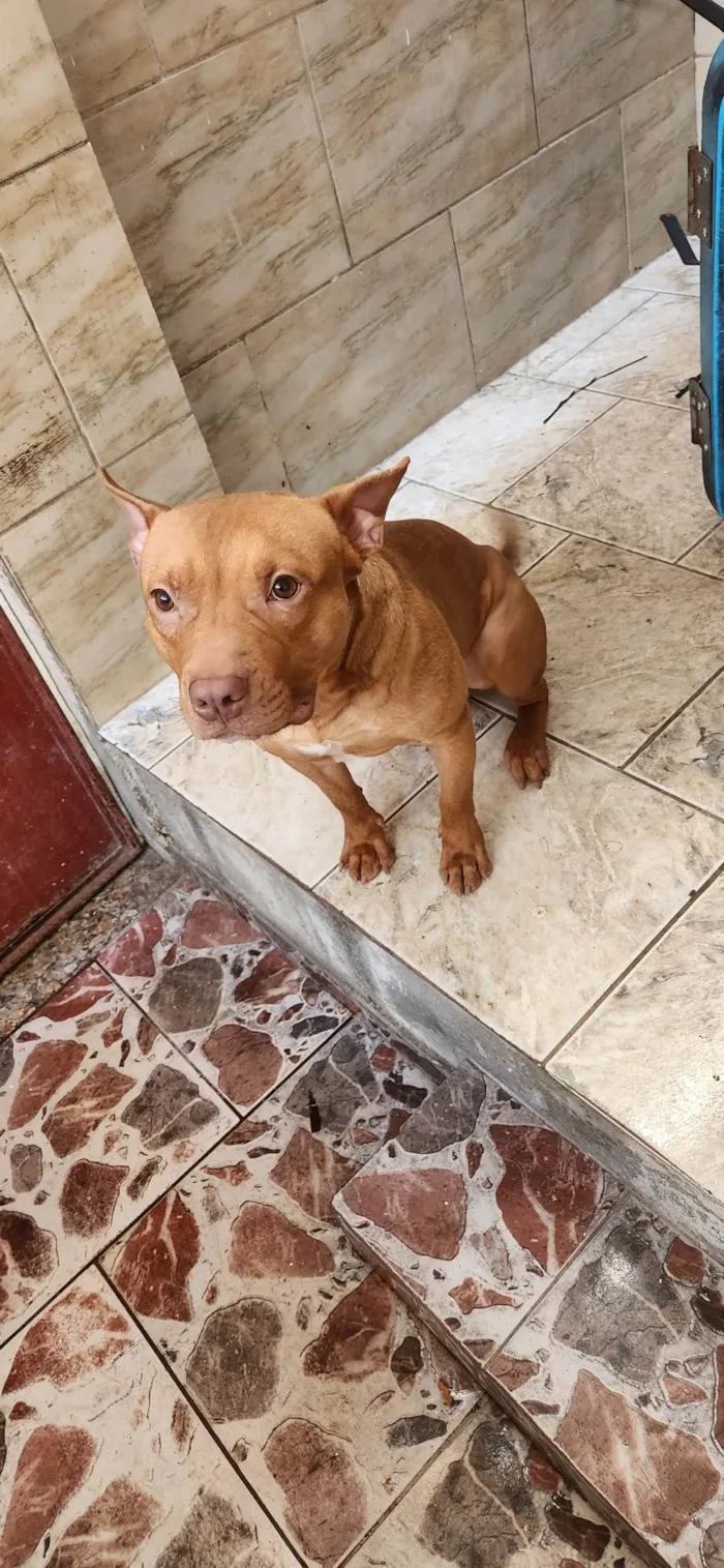 Cachorro ra a Pitbull  idade 7 a 11 meses nome Mike 