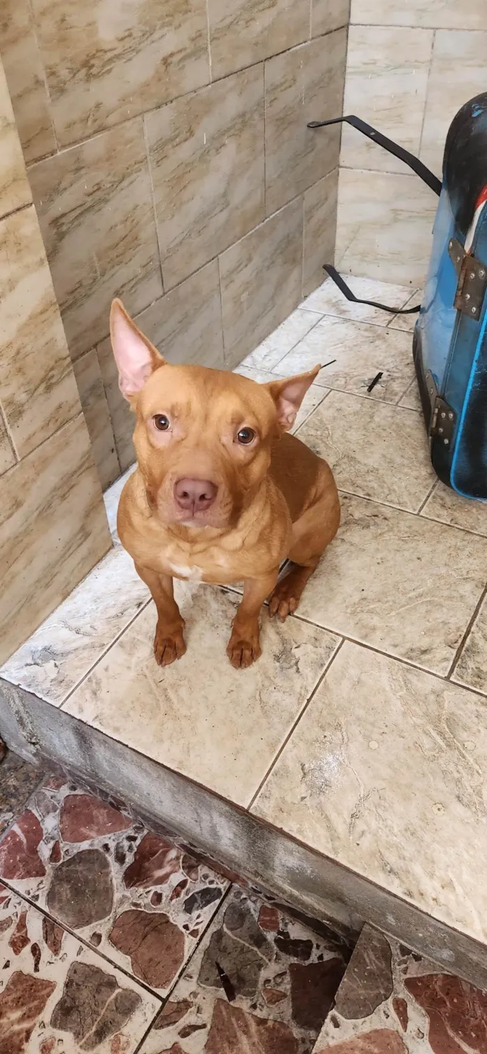 Cachorro ra a Pitbull  idade 7 a 11 meses nome Mike 