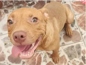 Cachorro raça Pitbull  idade 7 a 11 meses nome Mike 