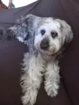 Vincenzo
