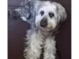 Vincenzo