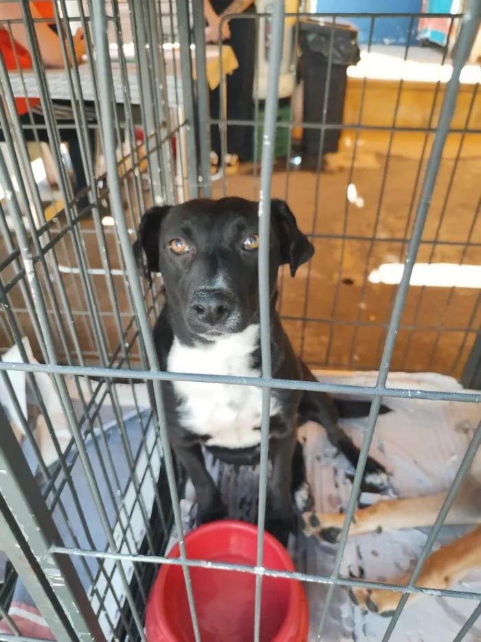 Cachorro ra a  idade 2 anos nome Safira
