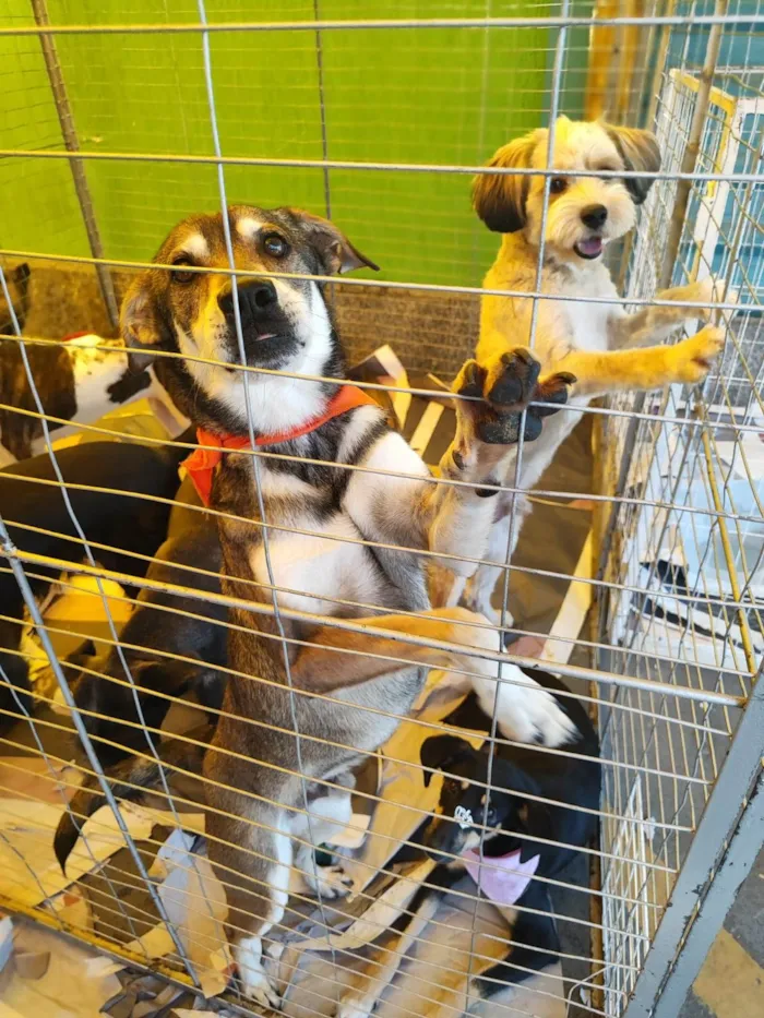 Cachorro ra a  idade 3 anos nome Samuca