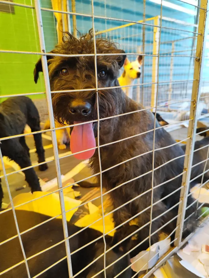 Cachorro ra a  idade 2 anos nome Grande