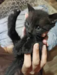 Lulu 
