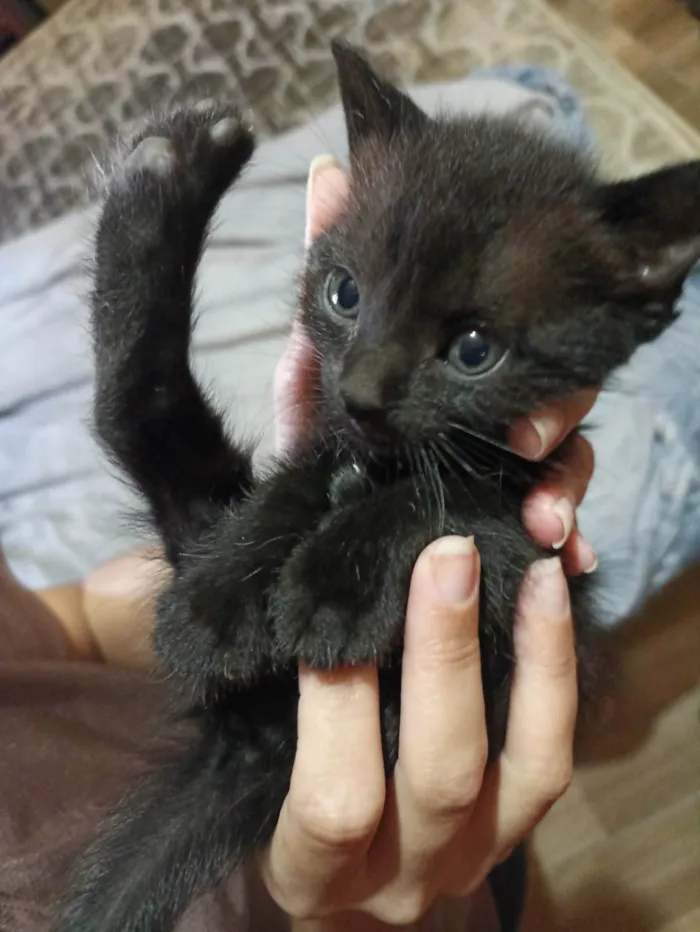 Gato ra a SRD-ViraLata idade Abaixo de 2 meses nome Lulu 
