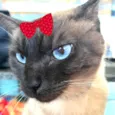 Mel