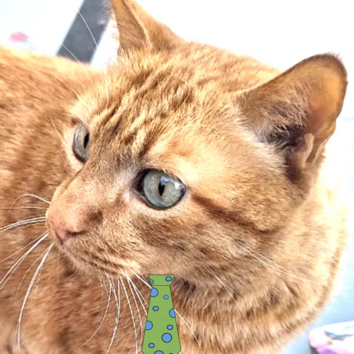 Gato ra a Mestico  idade 7 a 11 meses nome Garfield 