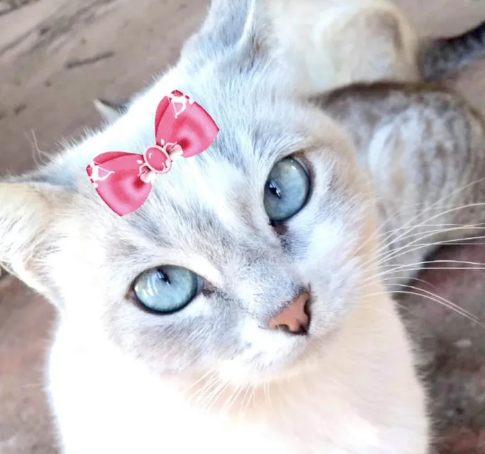 Gato ra a Mestica  idade 7 a 11 meses nome Luna 