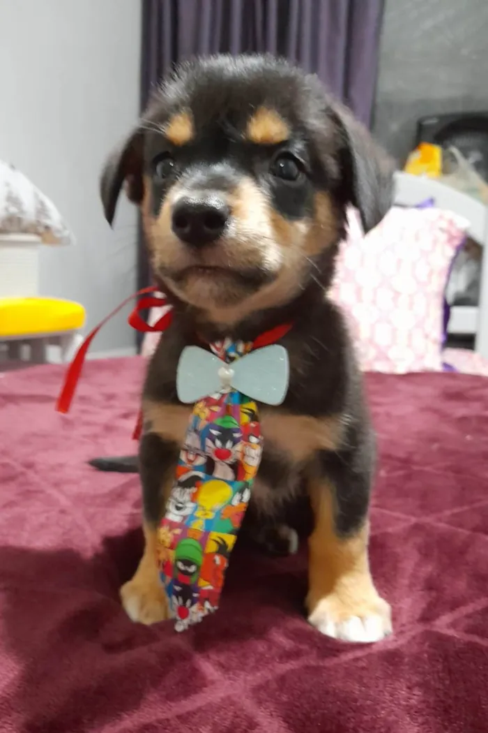Cachorro ra a SRD-ViraLata idade 2 a 6 meses nome Willow