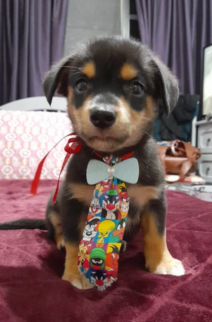 Cachorro ra a SRD-ViraLata idade 2 a 6 meses nome Willow