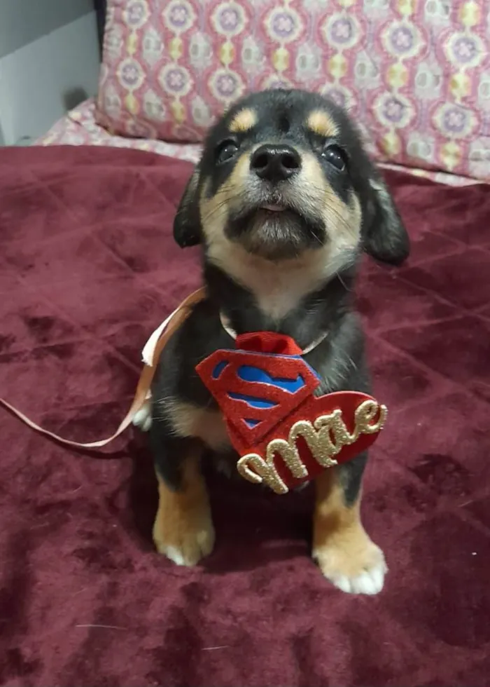 Cachorro ra a SRD-ViraLata idade 2 a 6 meses nome Willow