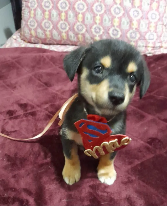 Cachorro ra a SRD-ViraLata idade 2 a 6 meses nome Willow