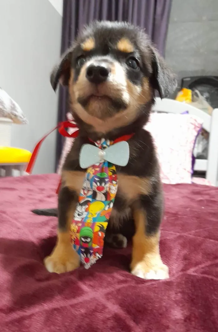Cachorro ra a SRD-ViraLata idade 2 a 6 meses nome Willow