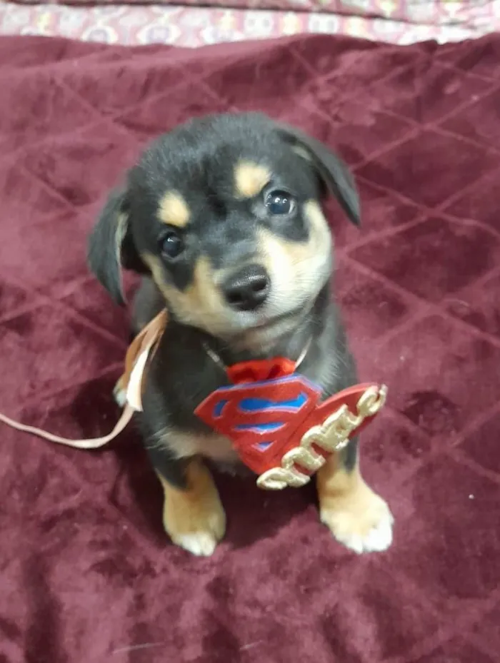Cachorro ra a SRD-ViraLata idade 2 a 6 meses nome Willow