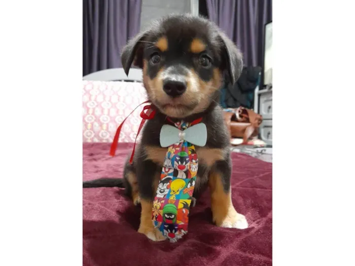 Cachorro ra a SRD-ViraLata idade 2 a 6 meses nome Willow