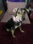 Agatha 