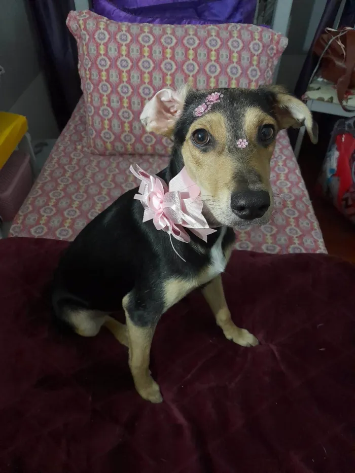 Cachorro ra a SRD-ViraLata idade 7 a 11 meses nome Agatha 