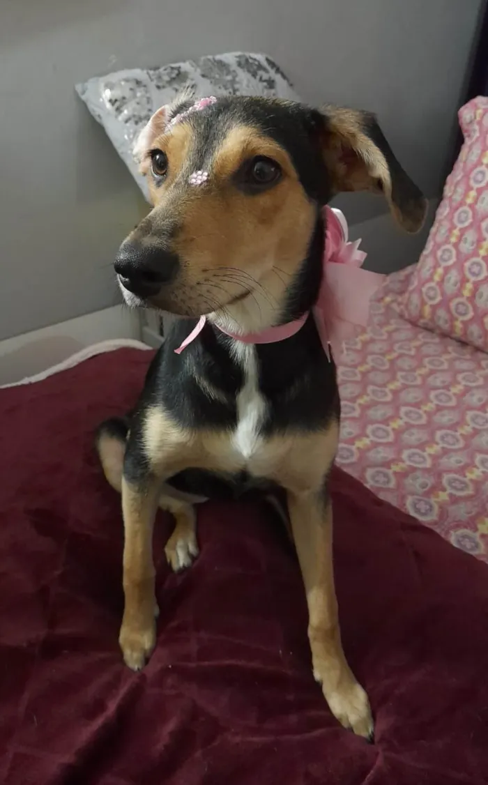 Cachorro ra a SRD-ViraLata idade 7 a 11 meses nome Agatha 