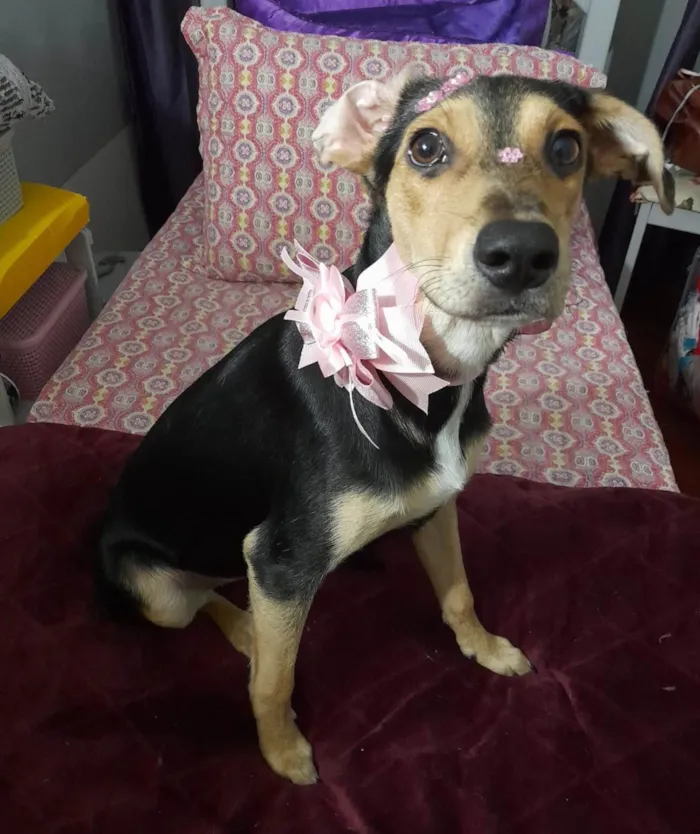 Cachorro ra a SRD-ViraLata idade 7 a 11 meses nome Agatha 