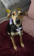 Agatha 