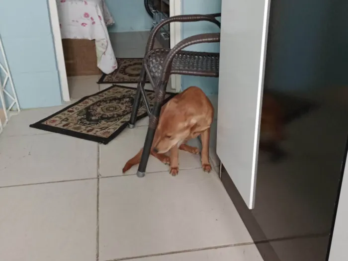 Cachorro ra a Chau, com viralata idade 2 a 6 meses nome Mel