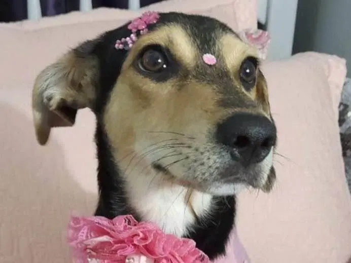Cachorro ra a SRD-ViraLata idade 7 a 11 meses nome Agatha