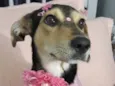Agatha