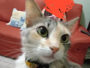 Gato raça INDEFINIDA idade 5 anos nome GIGI