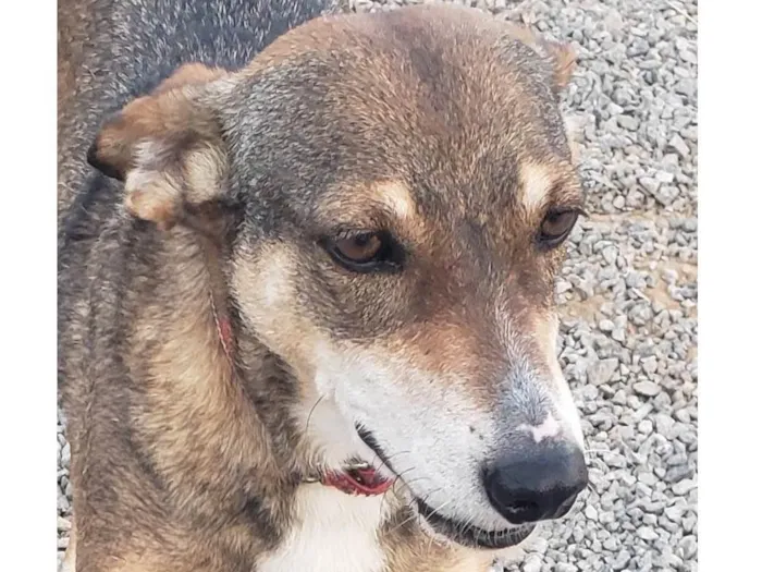 Cachorro ra a Srd idade 4 anos nome LUNA
