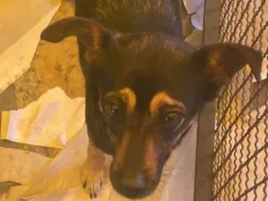 Cachorro raça  idade 4 anos nome Sisi