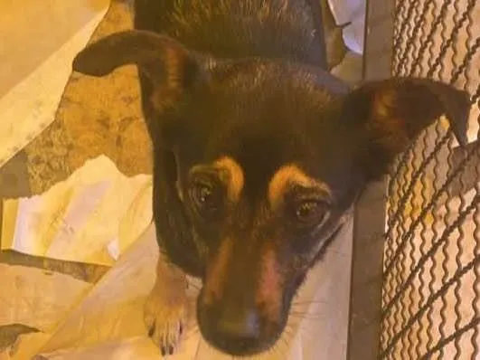 Cachorro ra a  idade 4 anos nome Sisi
