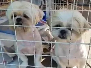 Cachorro raça  idade 3 anos nome Juca e Caju