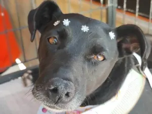 Cachorro raça  idade 3 anos nome Tina