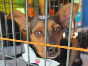Cachorro raça  idade 2 anos nome Julinha
