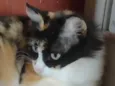 Guinho