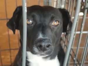 Cachorro raça  idade 2 anos nome Safira