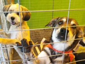 Cachorro raça  idade 3 anos nome Samuca