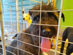 Cachorro raça  idade 2 anos nome Grande