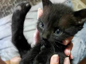 Gato raça SRD-ViraLata idade Abaixo de 2 meses nome Lulu 