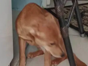 Cachorro raça Chau, com viralata idade 2 a 6 meses nome Mel