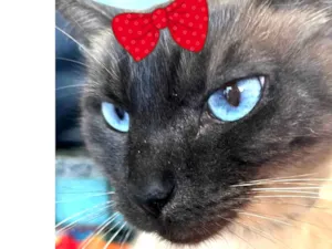 Gato raça Siamesa  idade 7 a 11 meses nome Mel 