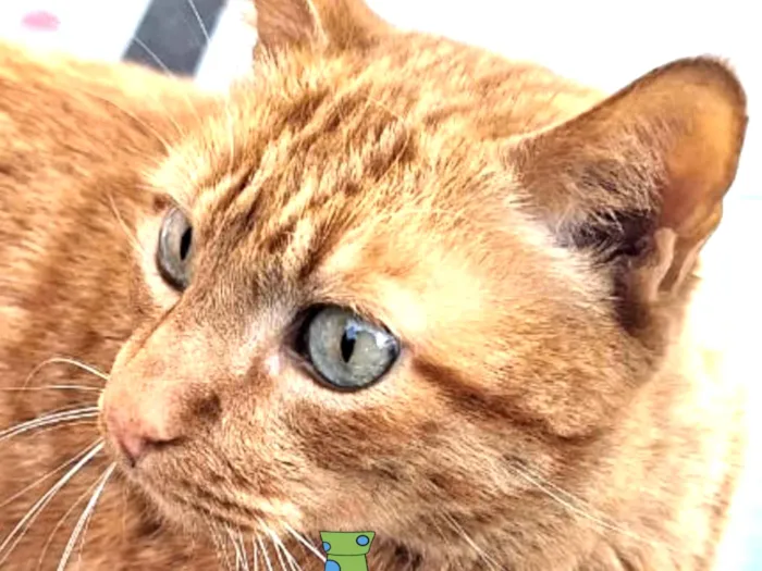 Gato ra a Mestico  idade 7 a 11 meses nome Garfield 